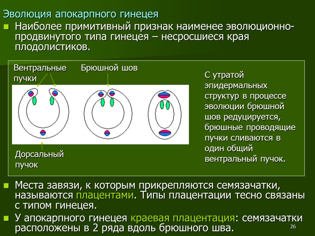 26 Эволюция апокарпного гинецея Наиболее примитивный признак наименее эволюционно-продвинутого типа гинецея – несросшиеся края